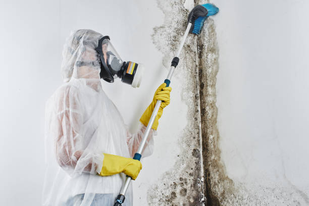 Best Attic Mold Remediation in Kodi, AK