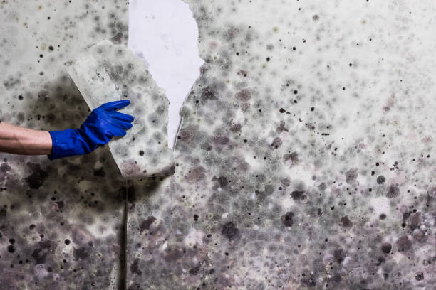 Best Black Mold Remediation in Kodi, AK